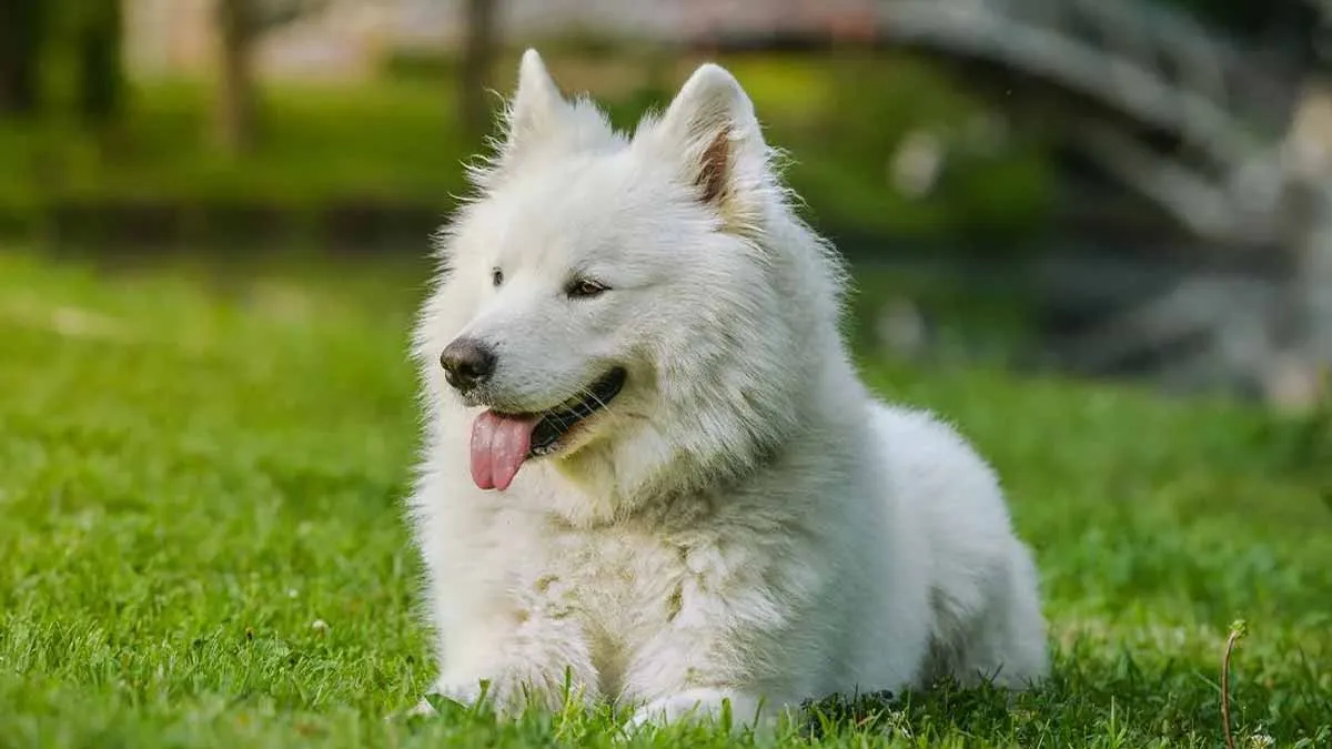 Überraschend clever: neue Erkenntnisse aus der Hundewelt